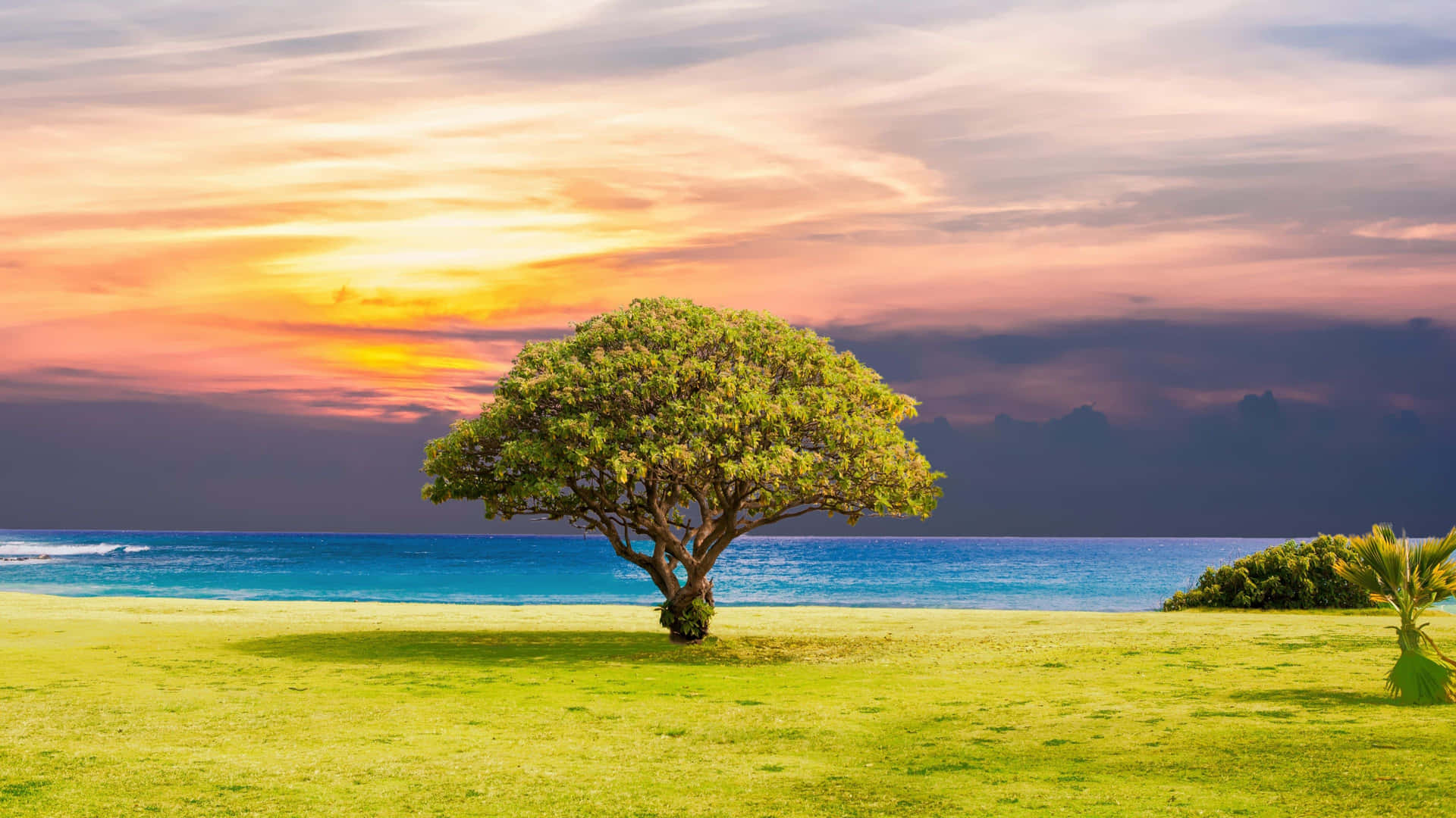 Lone Tree 4k Ultra Hd Landscape Background