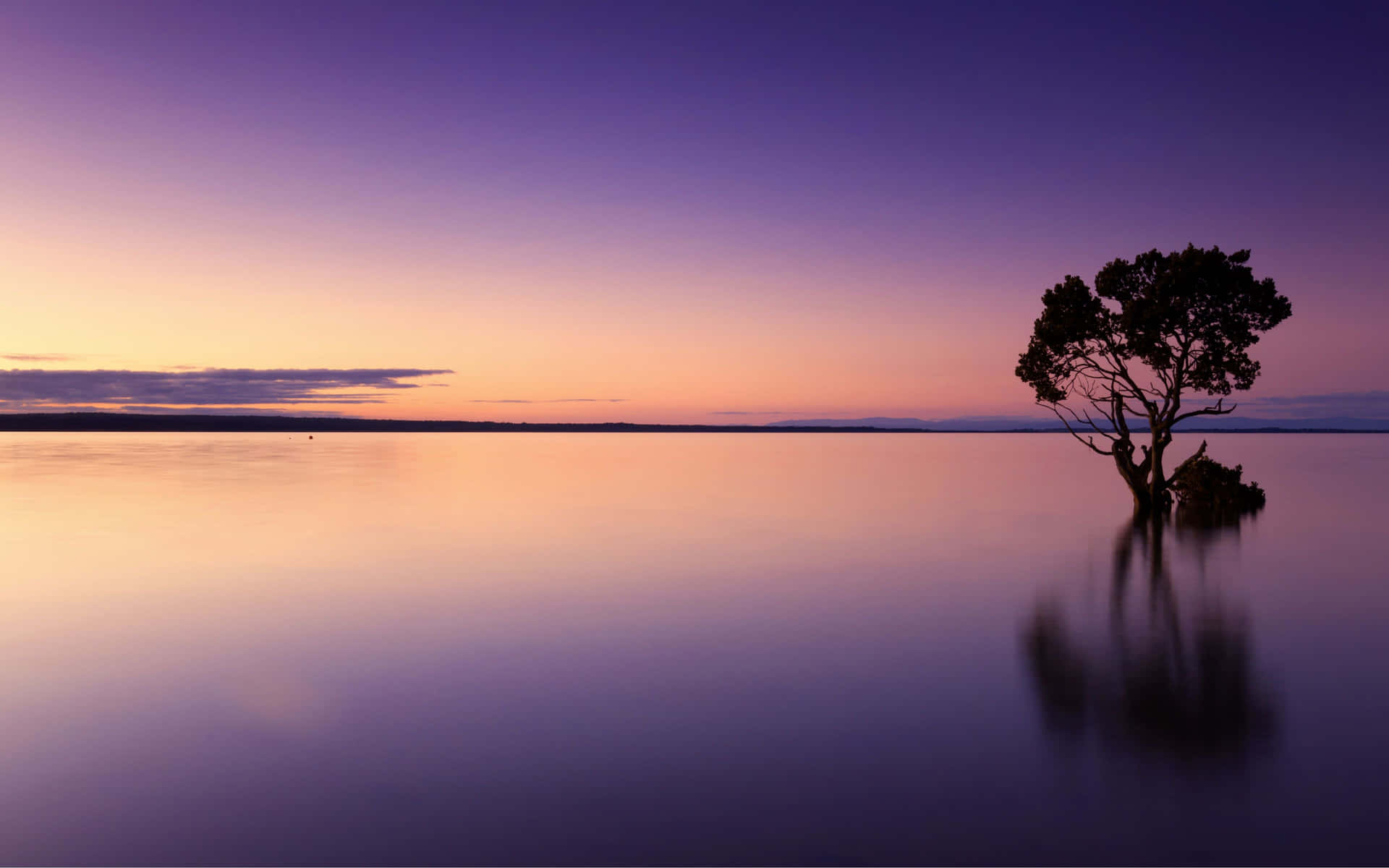 Lone Tree Calms