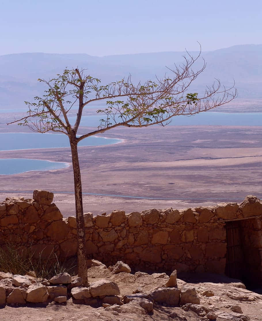 Lone Tree Standing Atop Masada Near Dead Sea Background