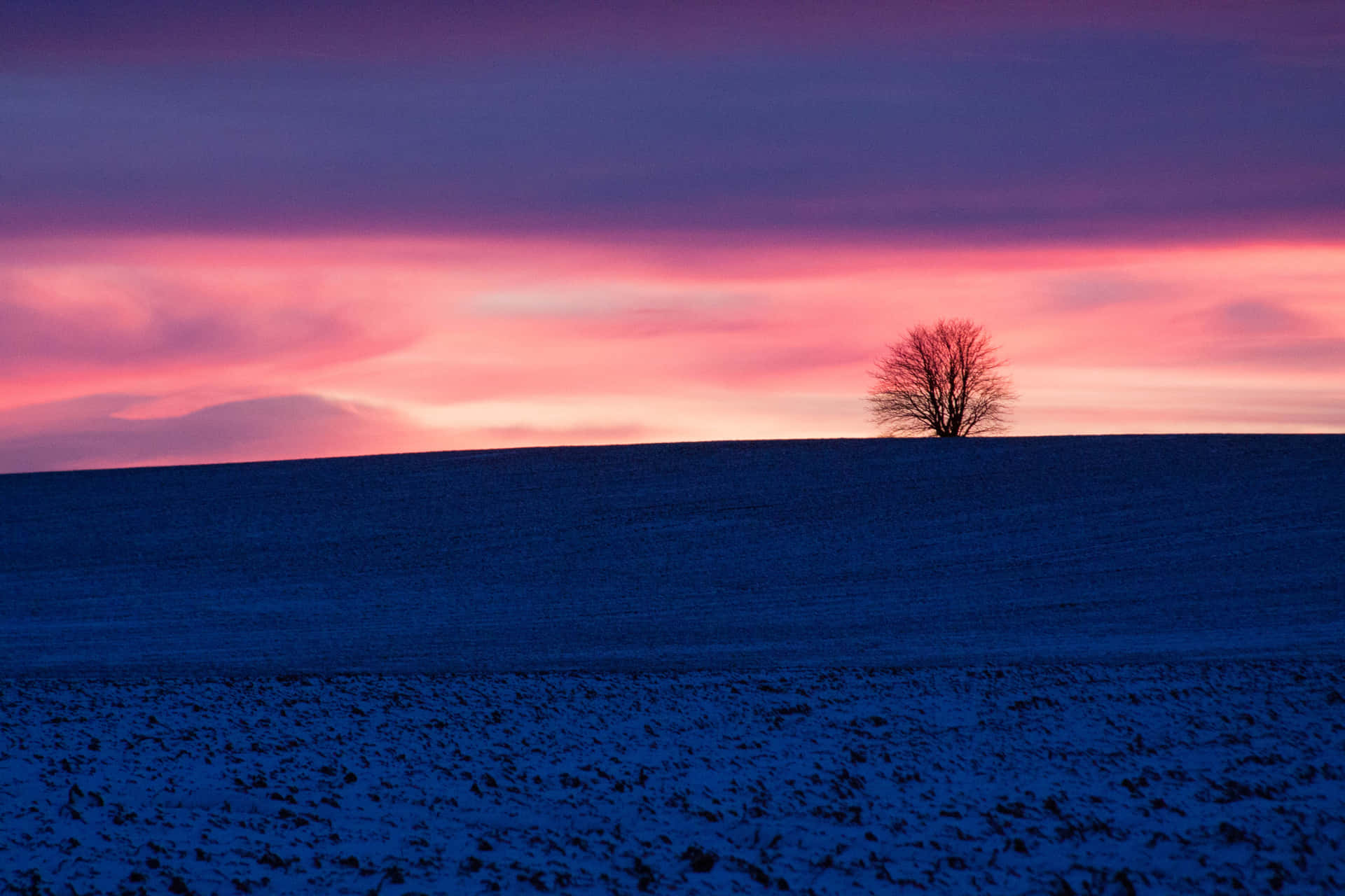 Lone Tree Under The Blue And Purple Sunset Background