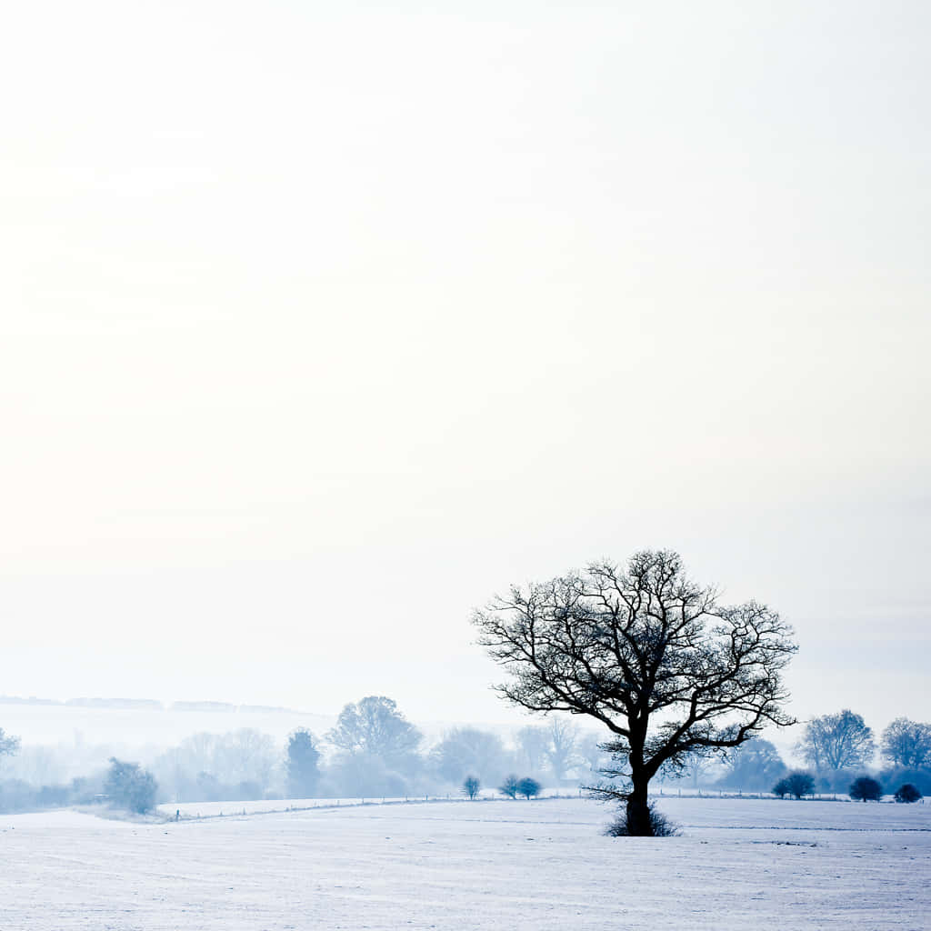 Lone Tree Winter Wonderland Desktop