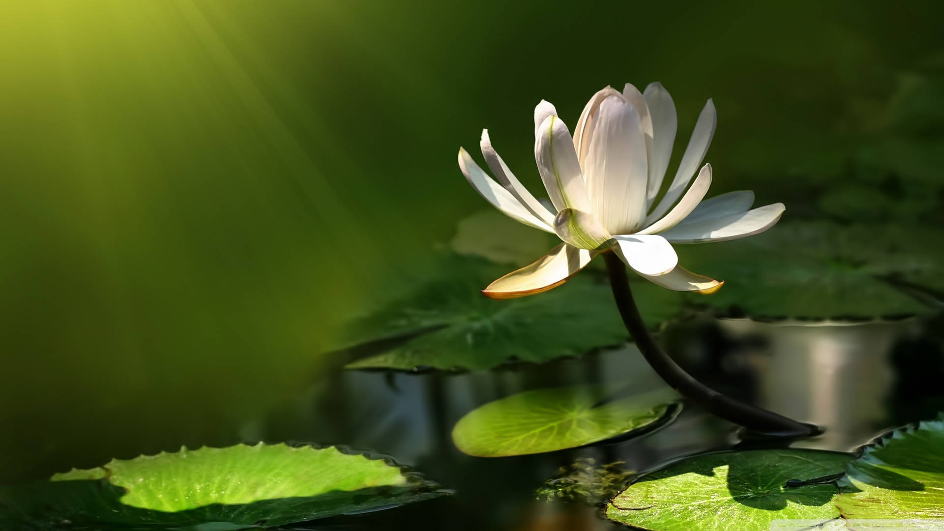 Lone White Lotus Flower Background