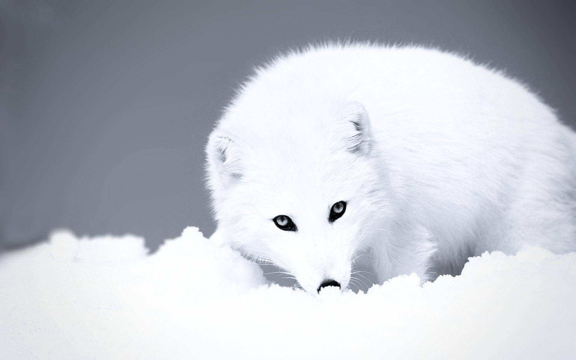 Lonely Adult White Fox Background