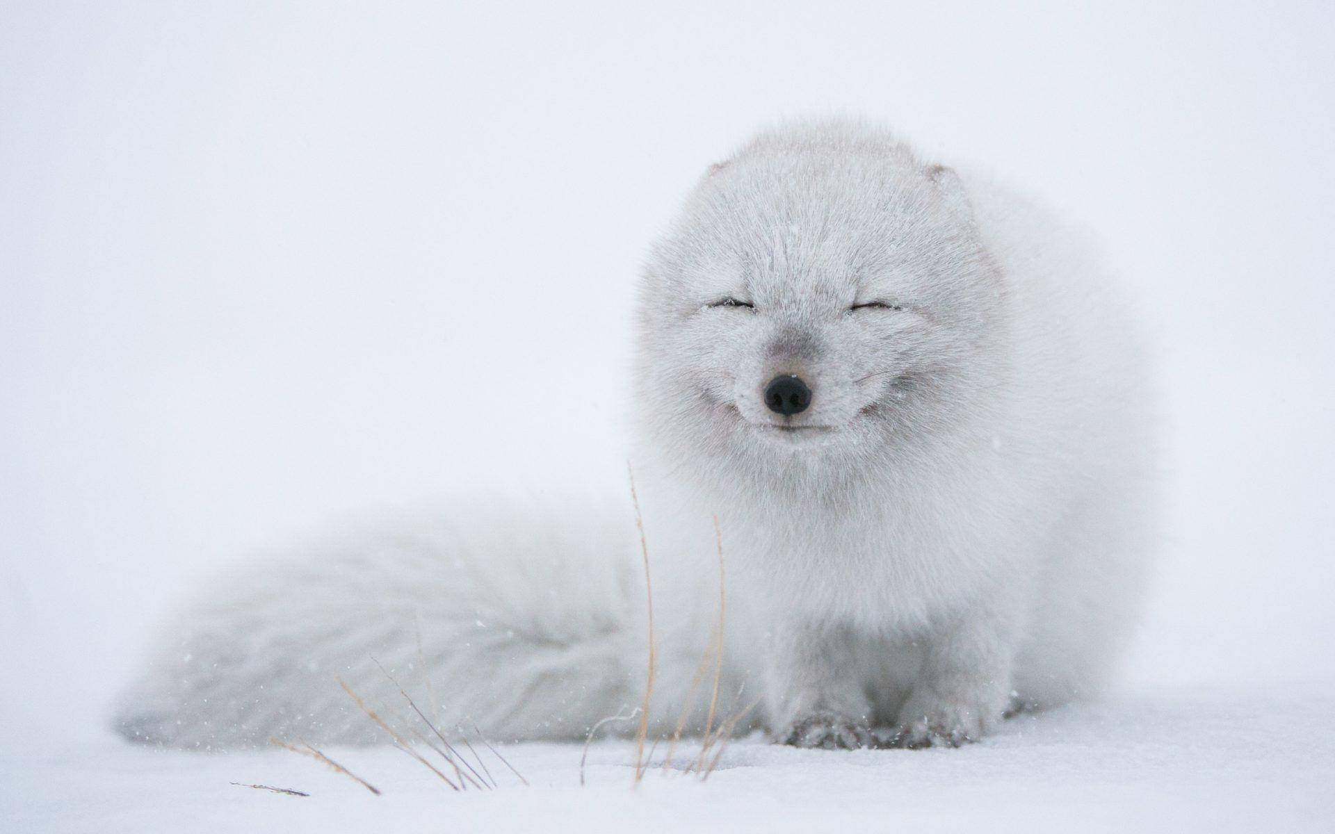 Lonely Arctic White Fox Background