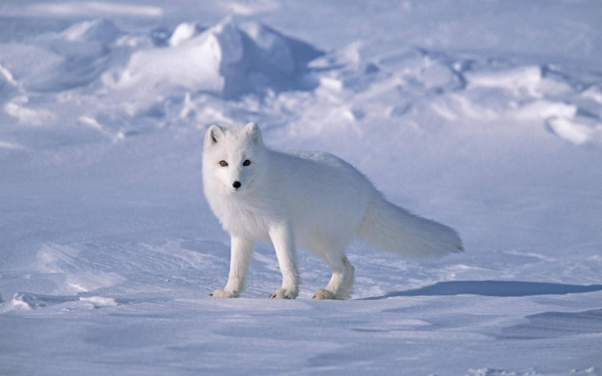 Lonely Arctic White Fox Background