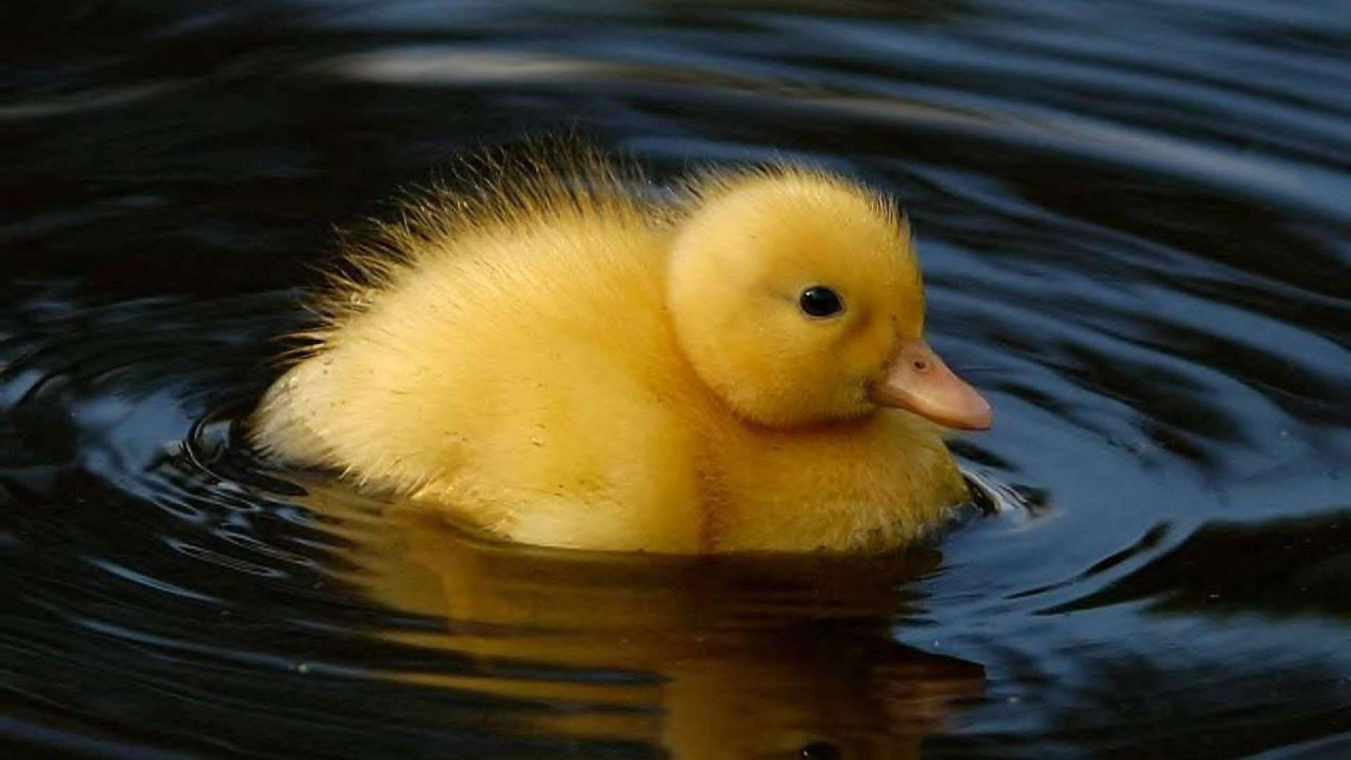 Lonely Baby Duck Background