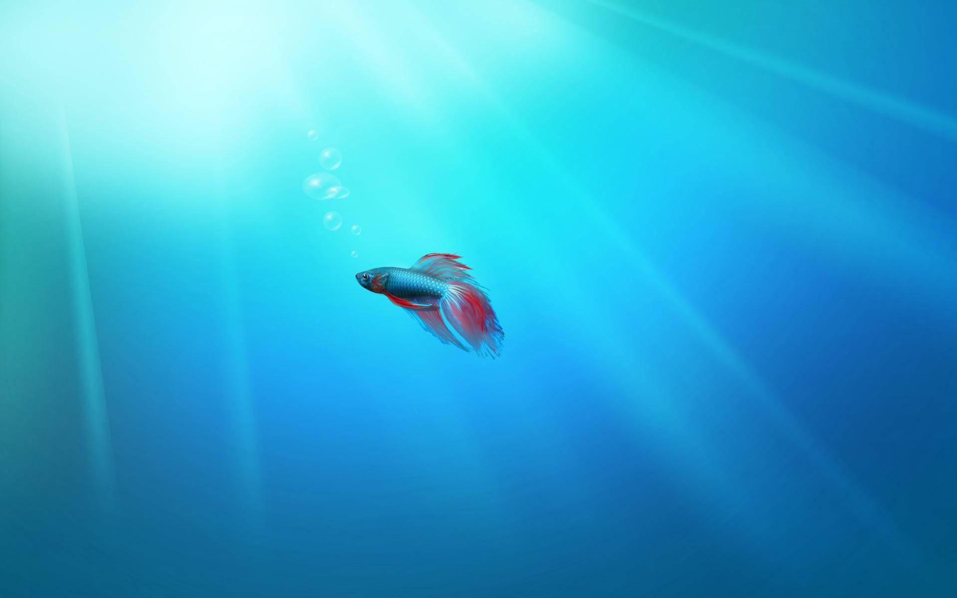 Lonely Betta Fish Background