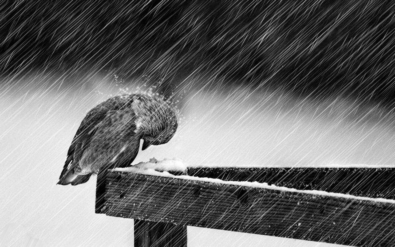Lonely Bird Most Beautiful Rain Background