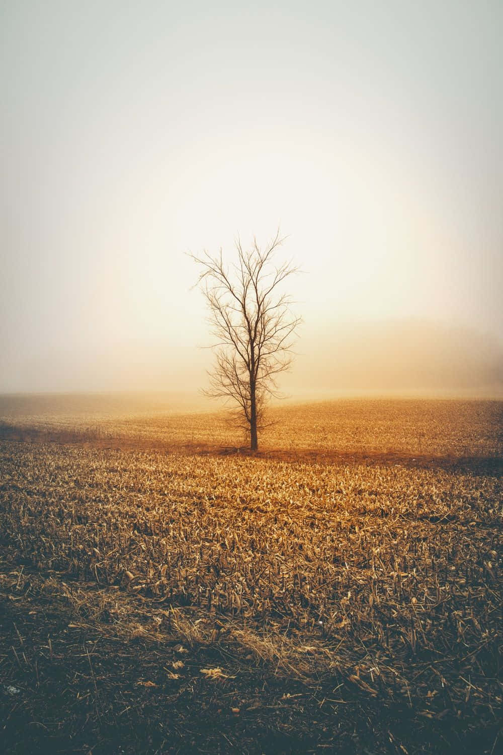 Lonely Dead Tree Portrait Background