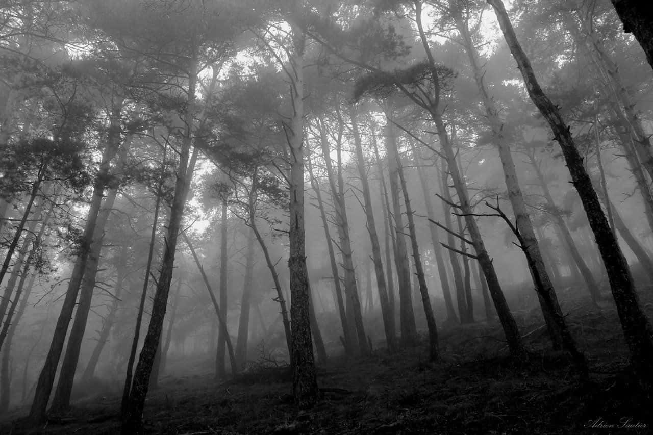 Lonely Desolate Forest Background