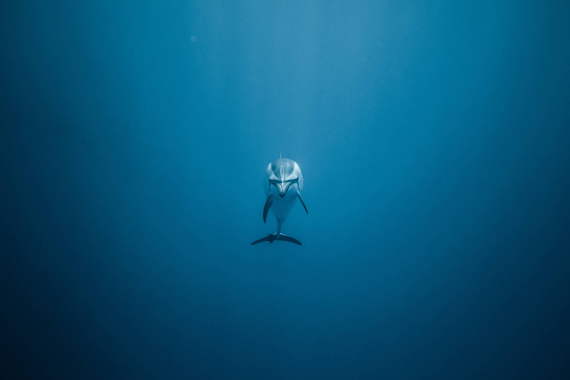 Lonely Dolphin Underwater Background