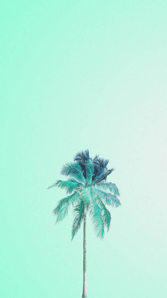 Lonely Palm Tree With A Mint Green Background