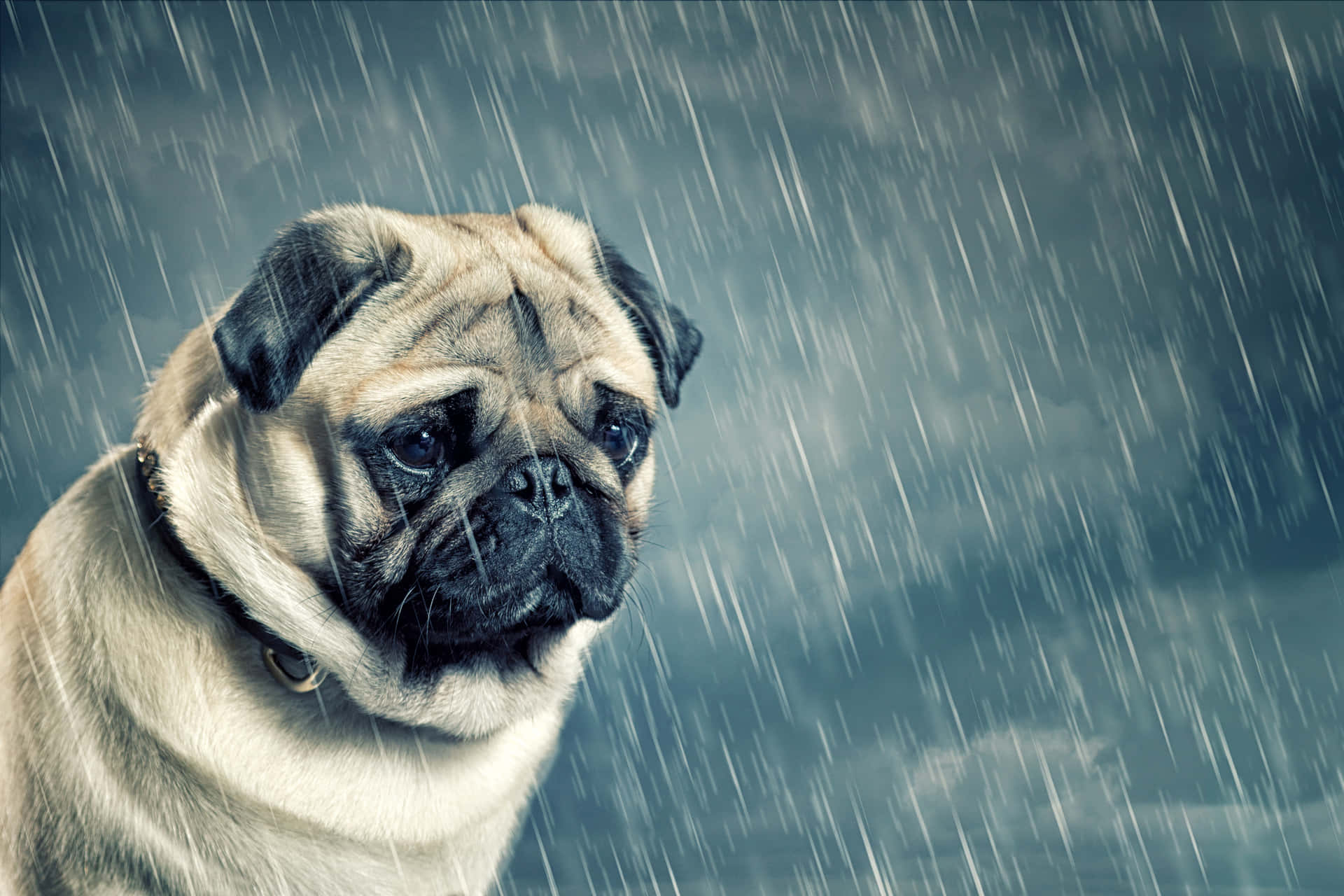 Lonely Pug Under The Rain Background