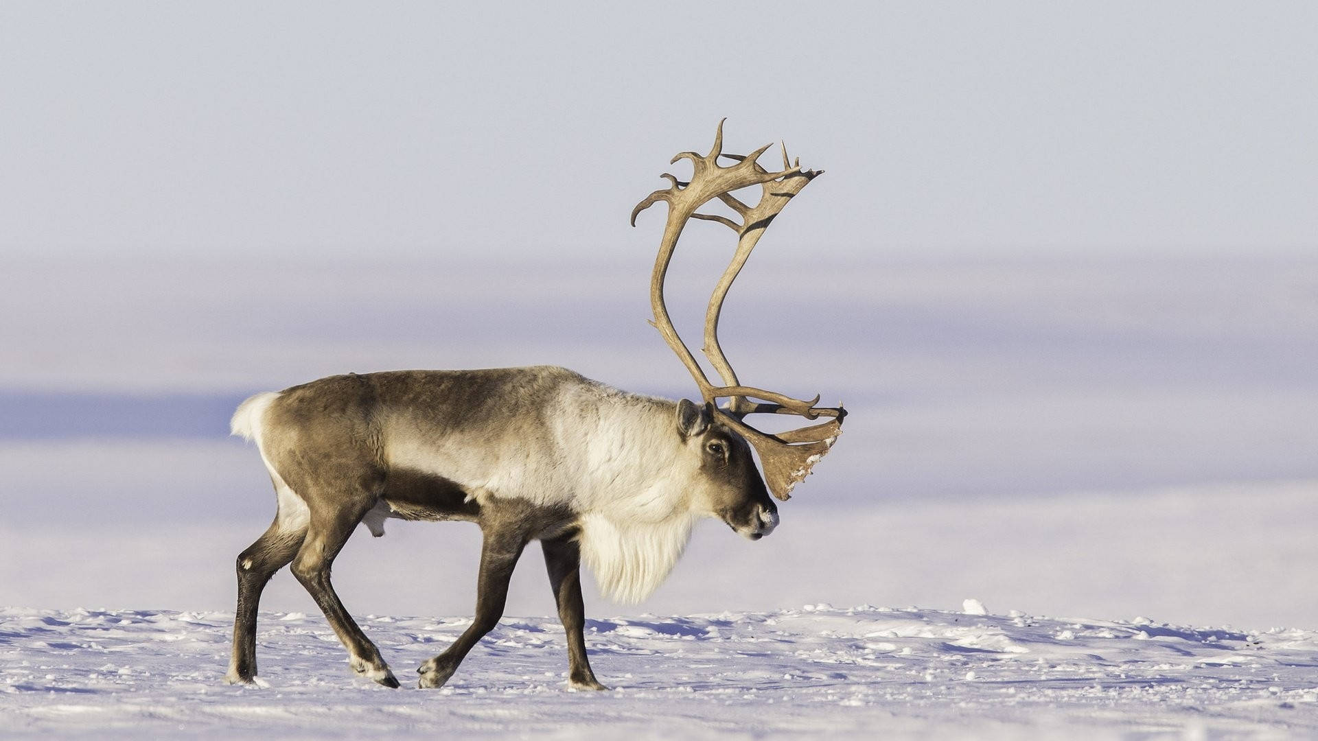 Lonely Reindeer Animal Background