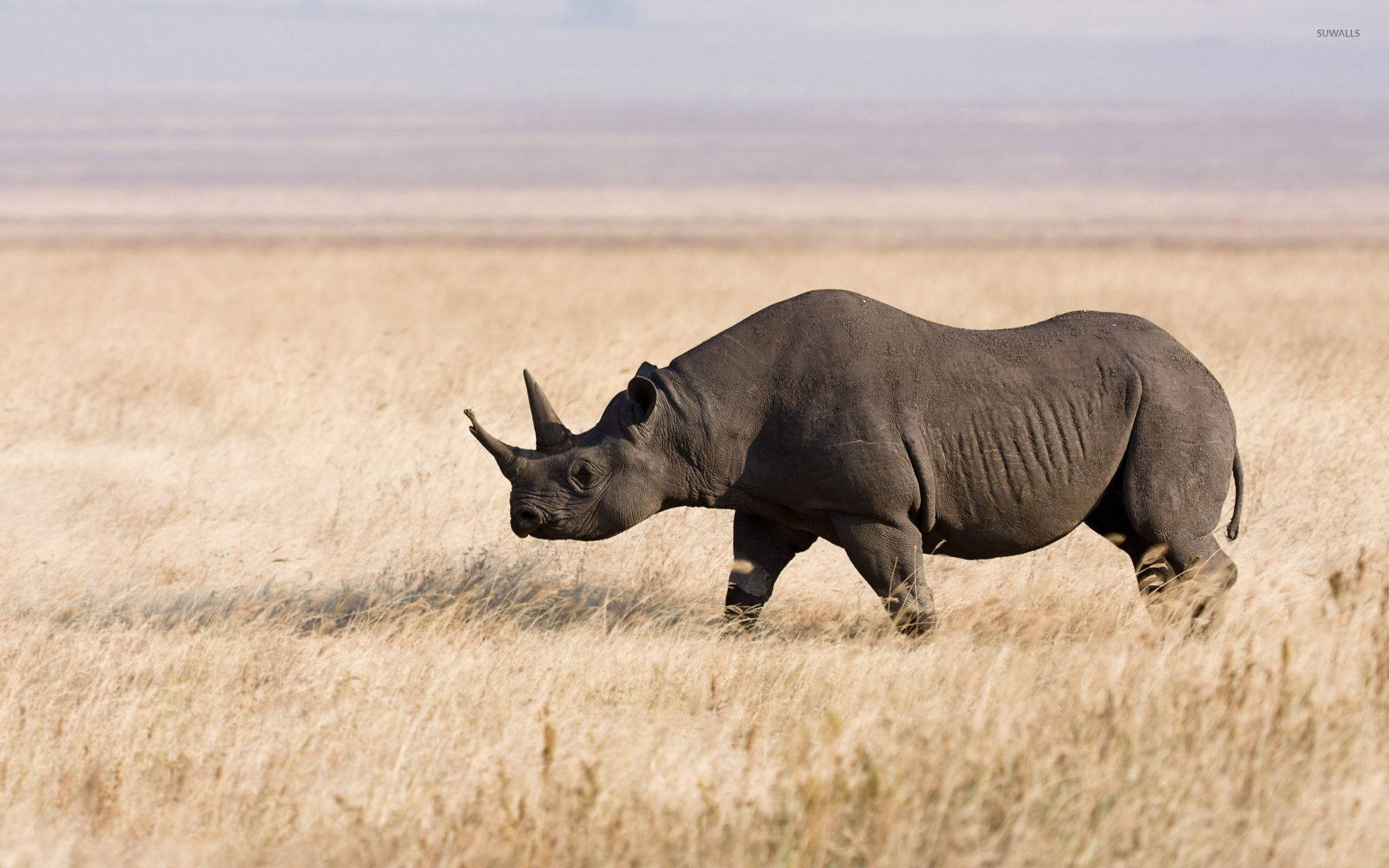 Lonely Rhinoceros Background
