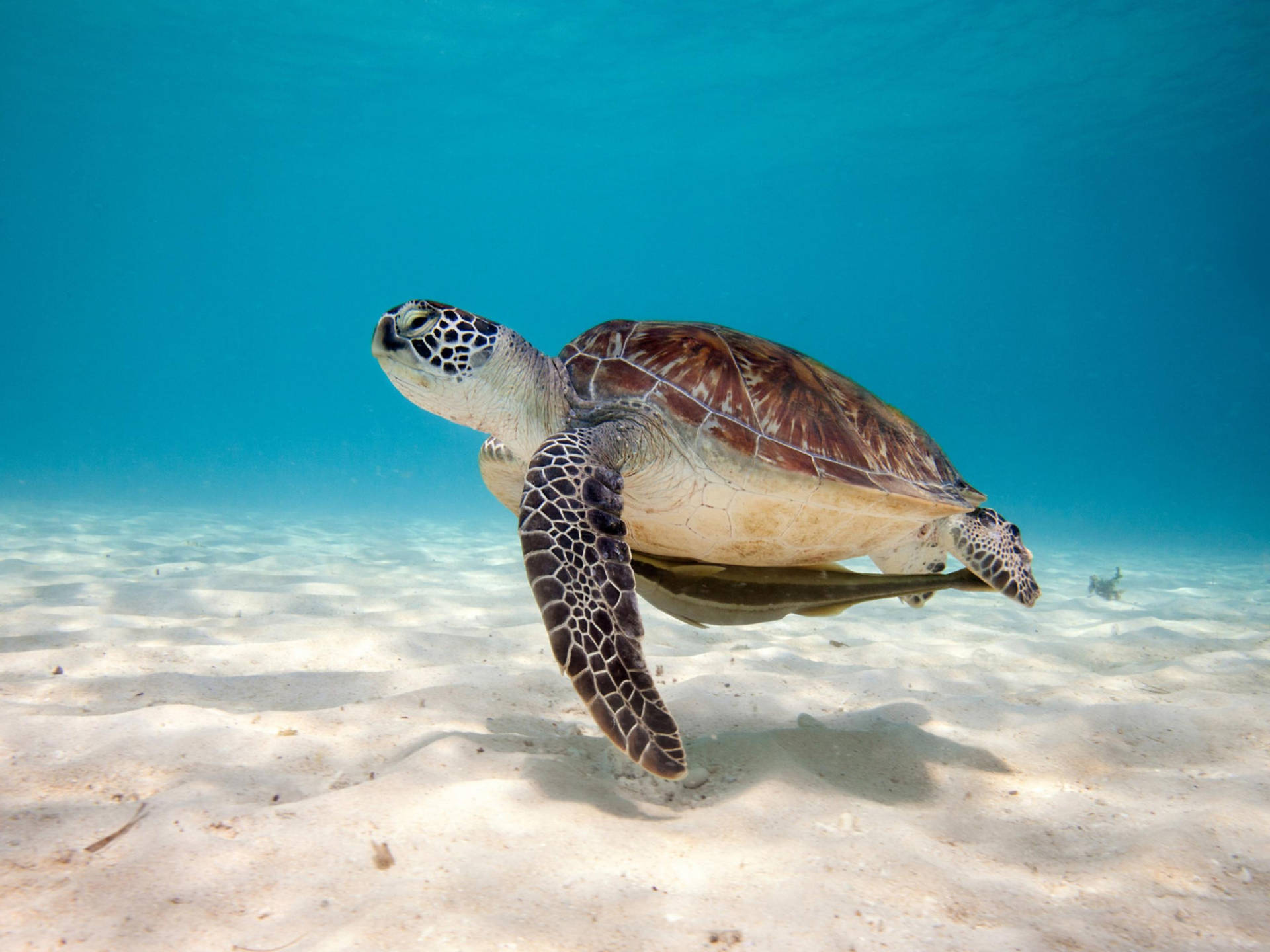 Lonely Sea Turtle Under A Blue Ocean Water Background