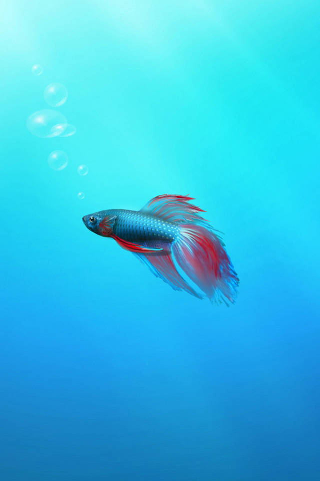 Lonely Siamese Fighting Fish Iphone Background