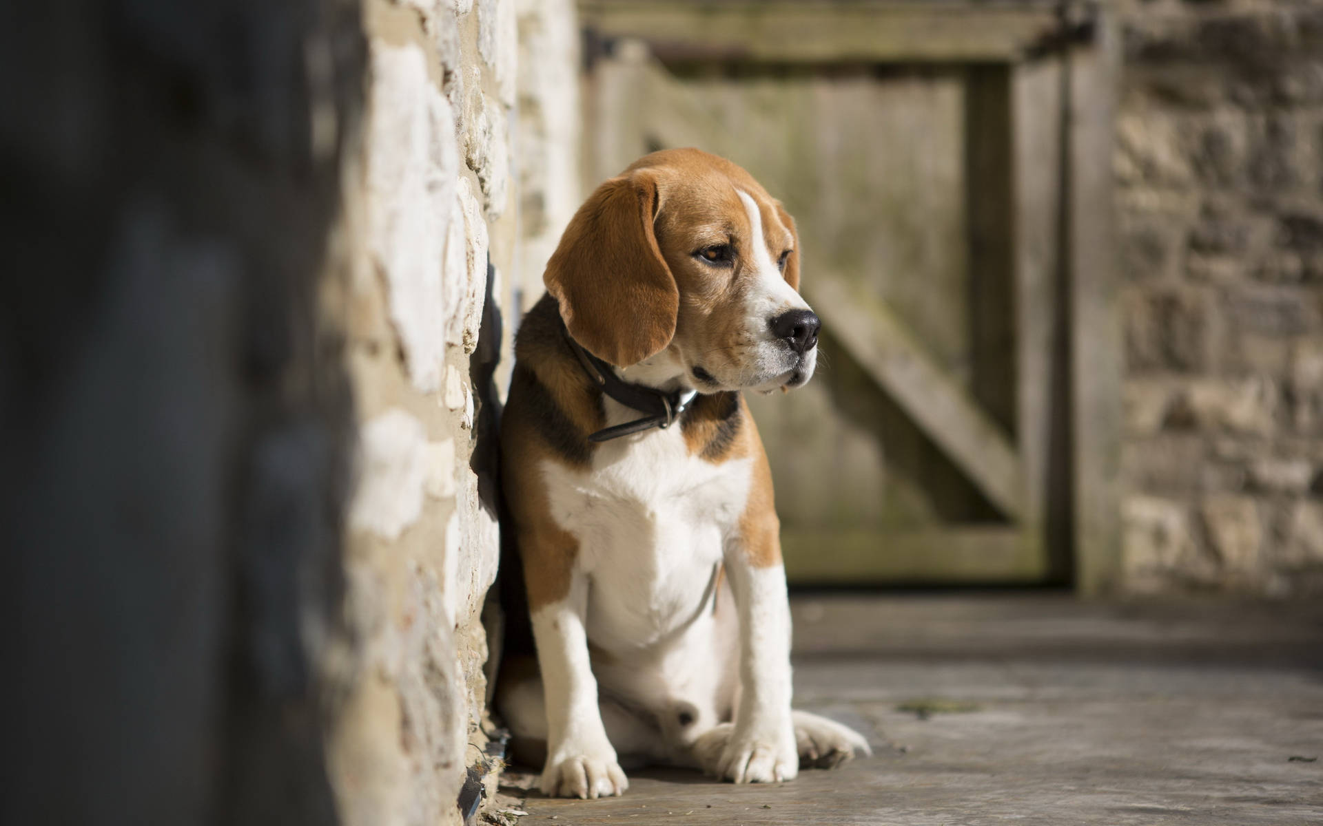 Lonely Sitting Beagle Background