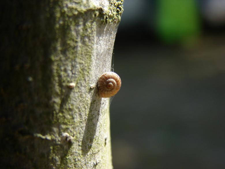 Lonely Snail Shell Background