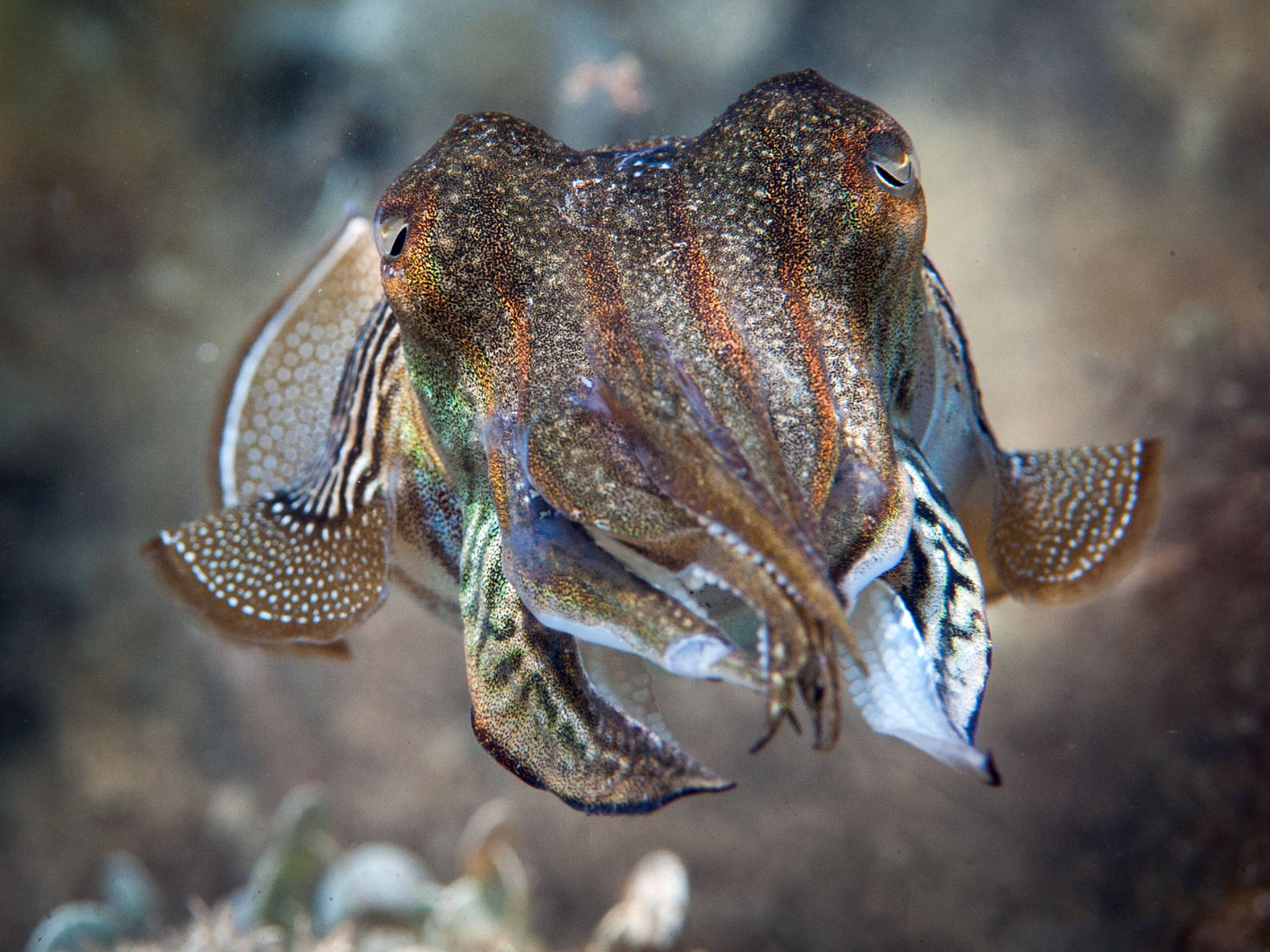 Lonely Swimming Pharaoh Cuttlefish