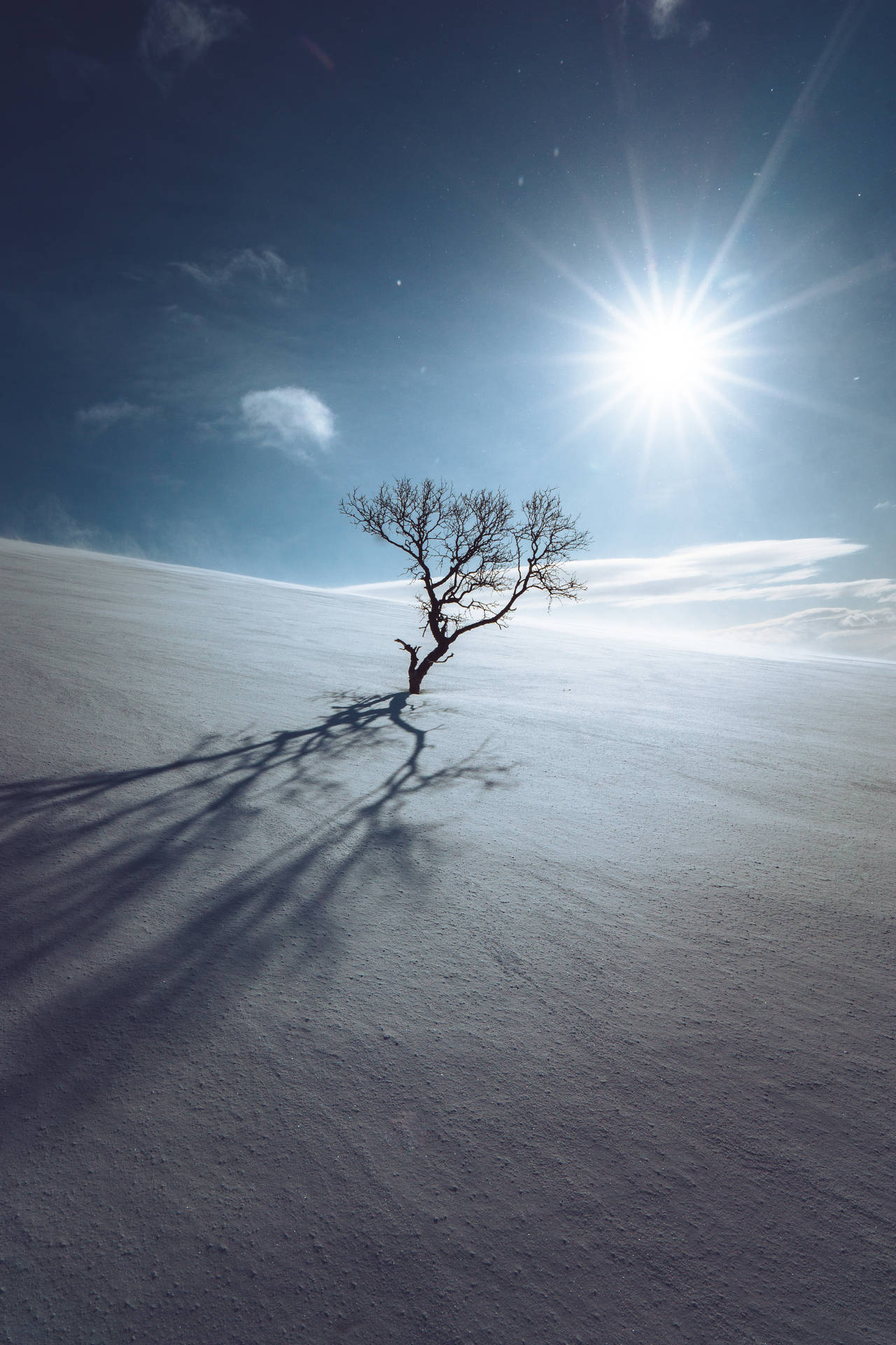 Lonely Tree Standing In Snow Background