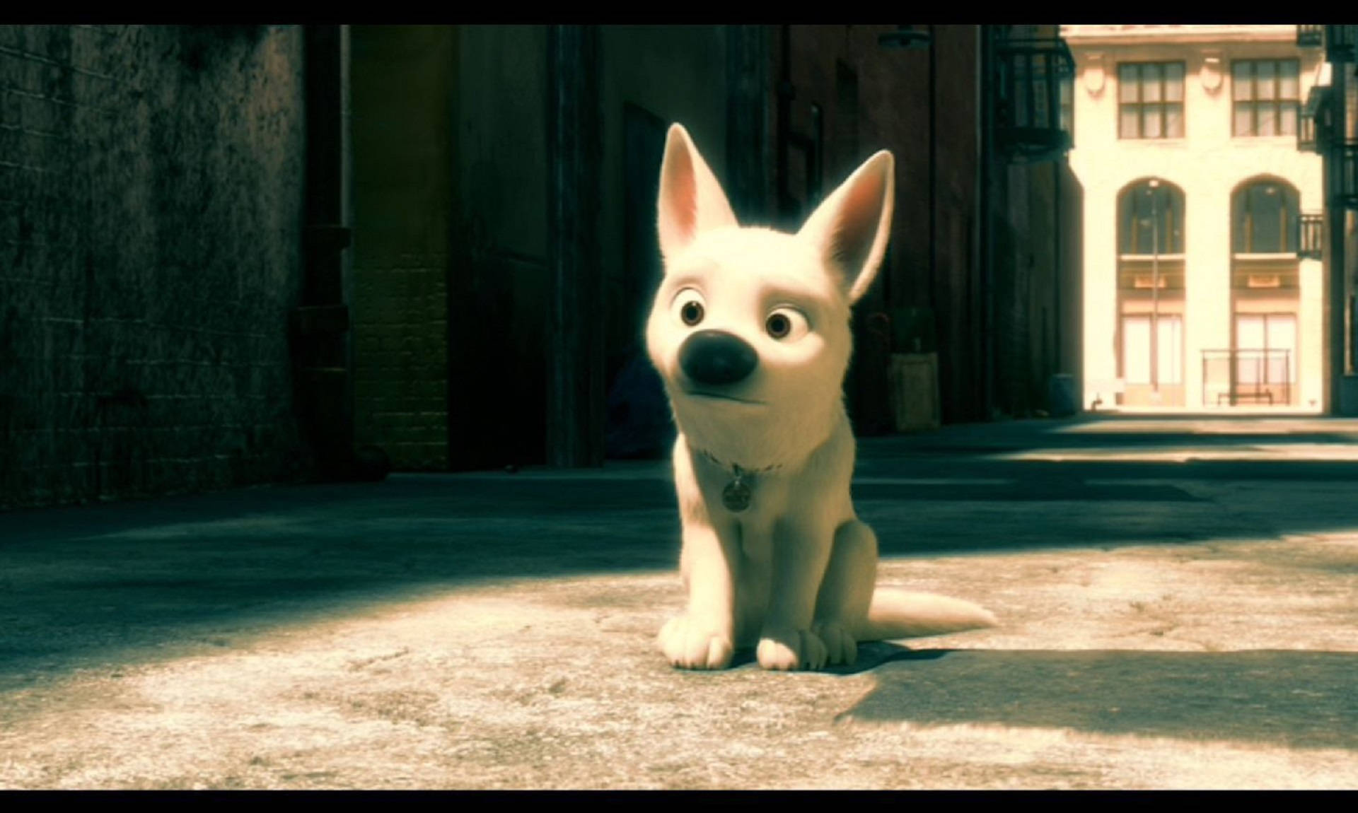 Lonely White Dog Bolt Background