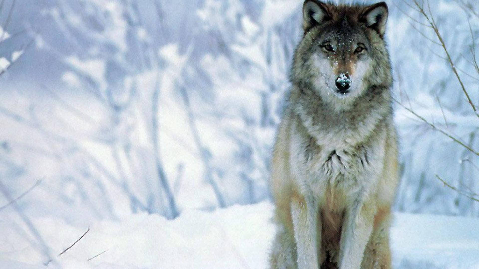 Lonely Wolf Desktop Background