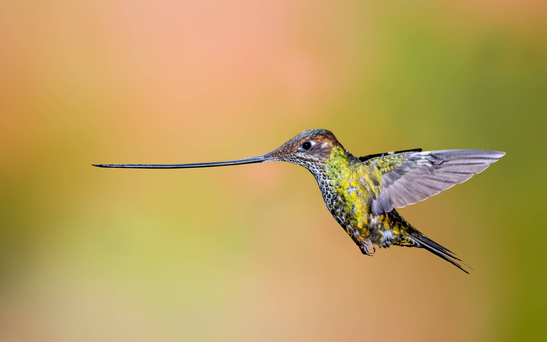 Long Beak Hummingbird Background