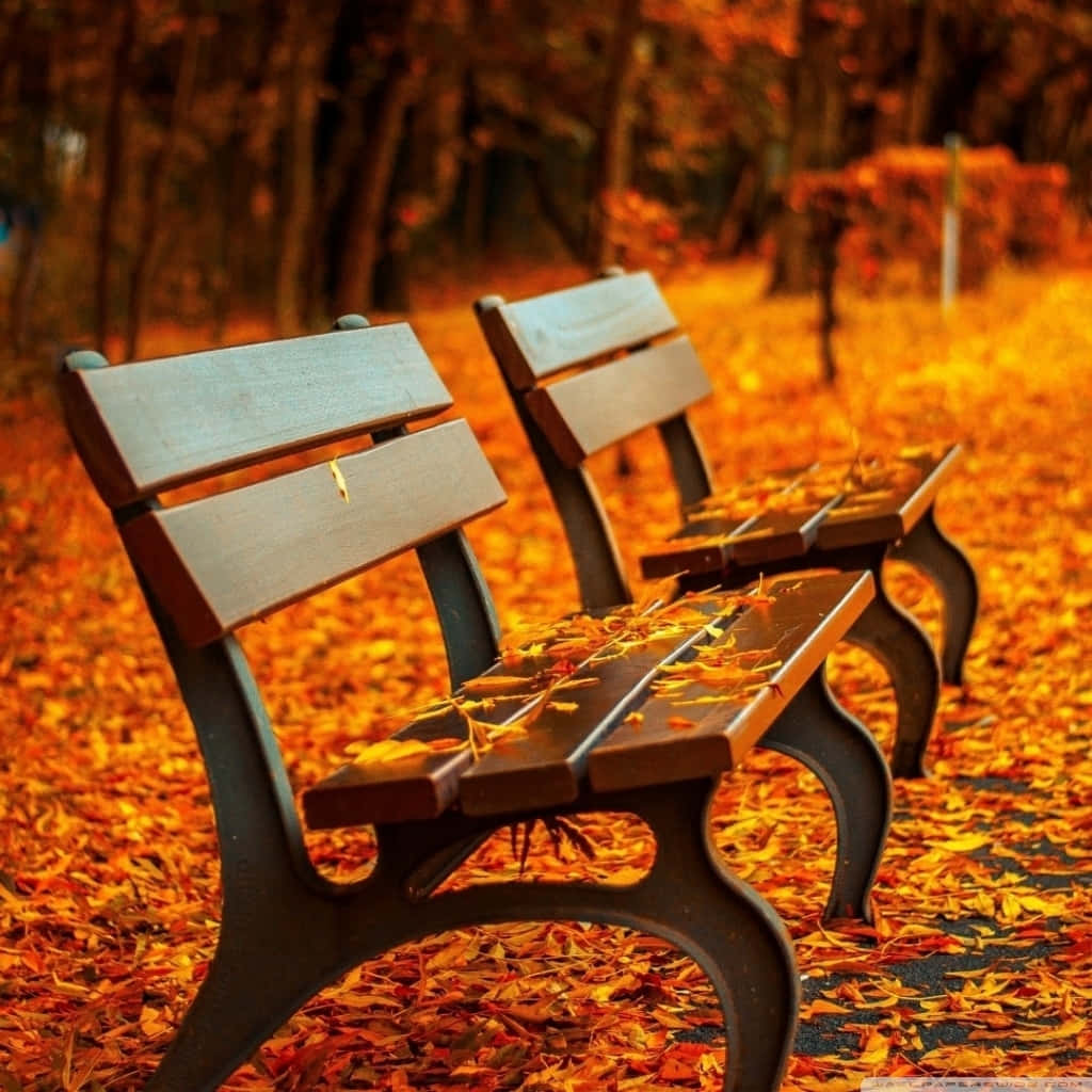 Long Bench Chairs With Orange Autumn Leaves Background