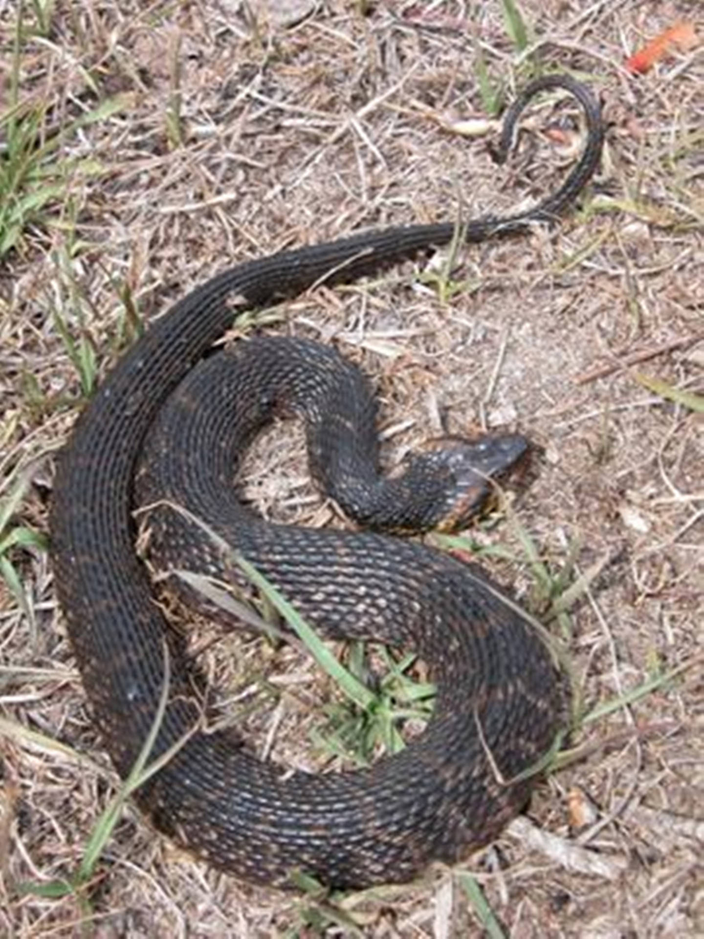 Long Black Water Moccasin Background