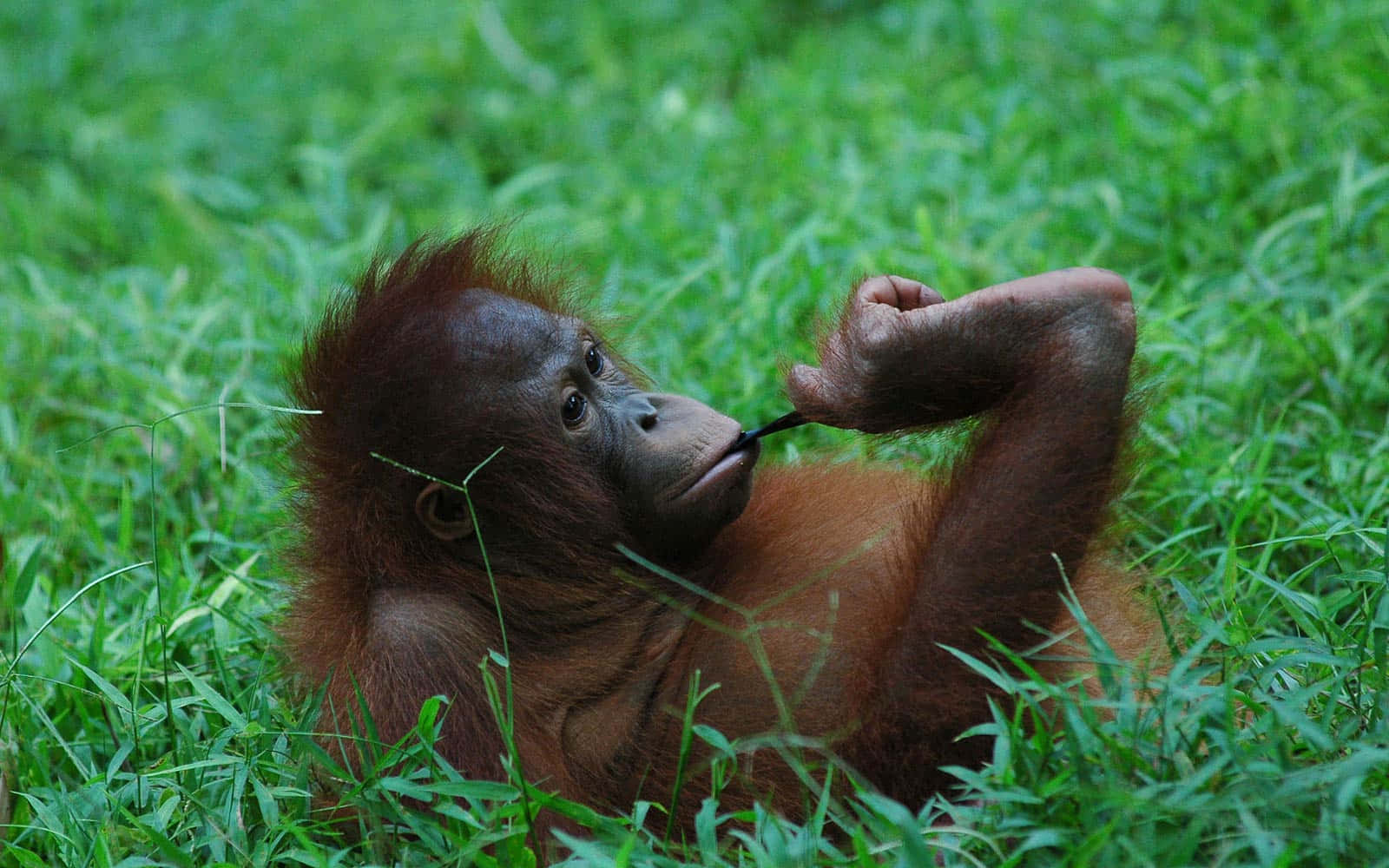 Long Bowed Limbs Orangutan