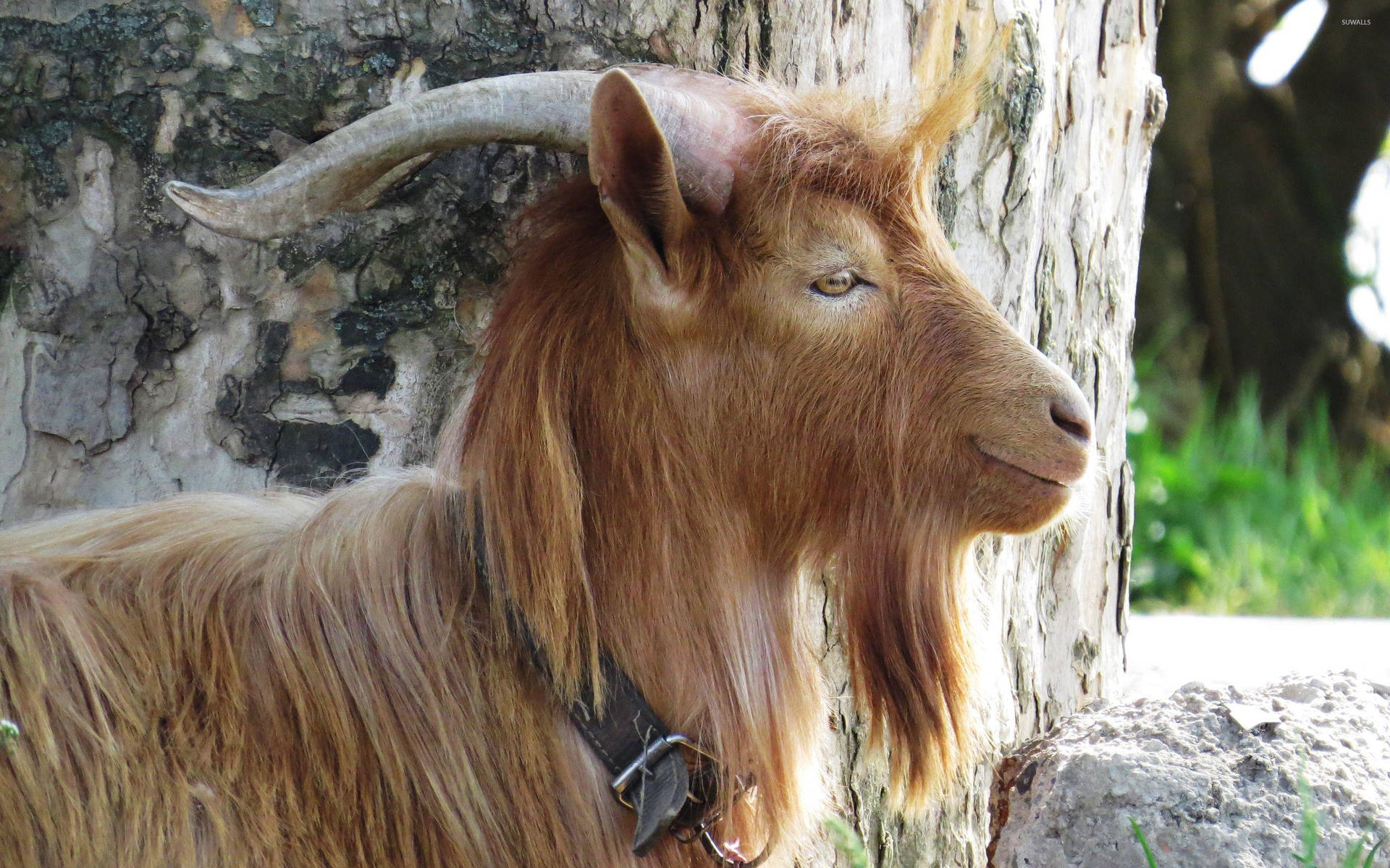 Long Brown-haired Goat Background