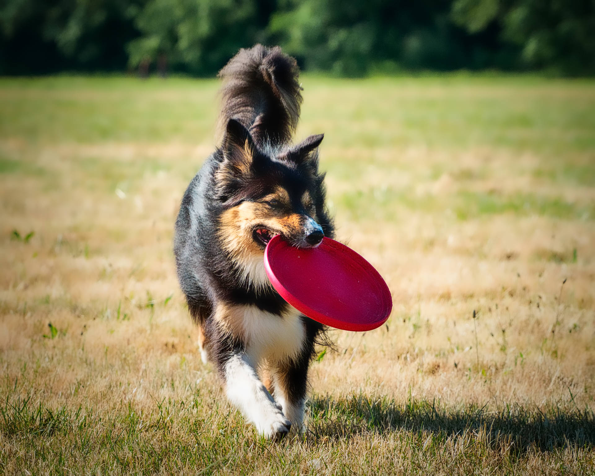 Long Coat Dog With Frisbee Background