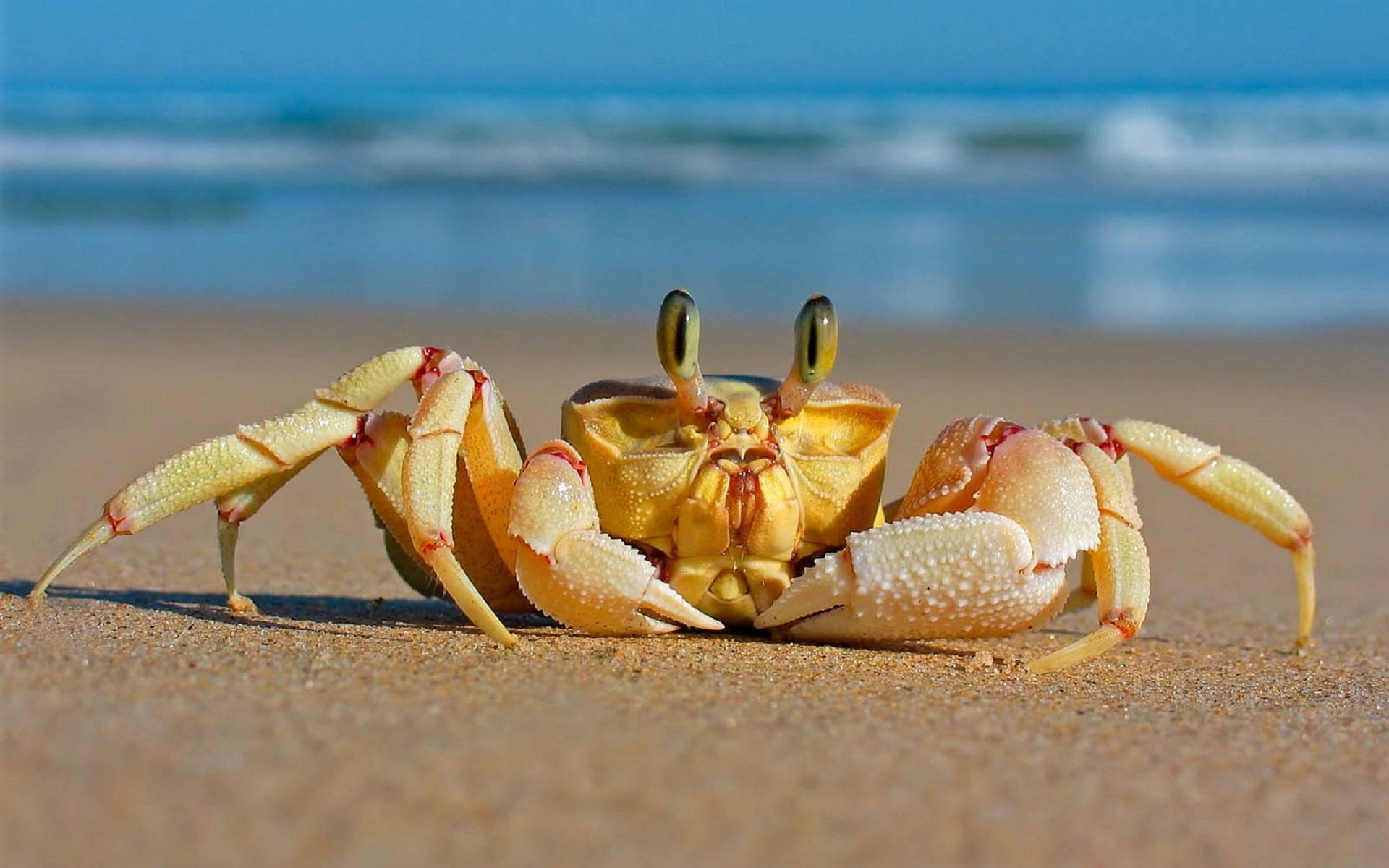 Long-eyed Yellow Crab Background