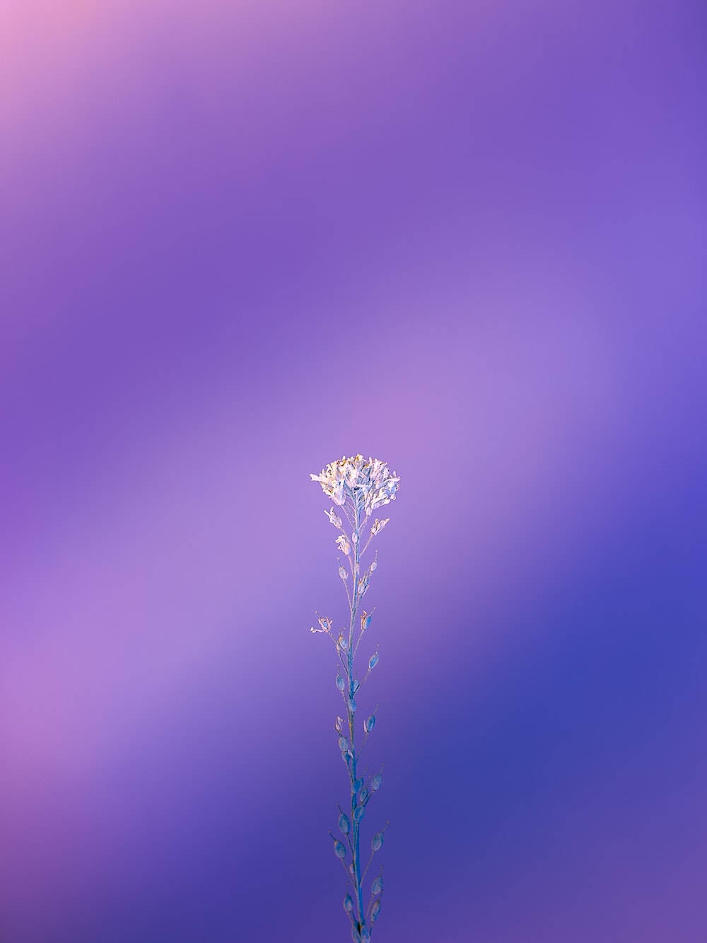 Long Flower Stem Purple Iphone Background