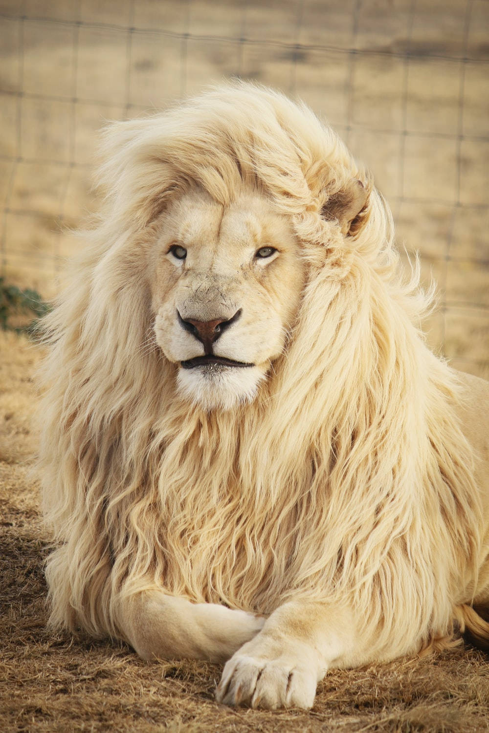 Long Fur White Lion Iphone Background