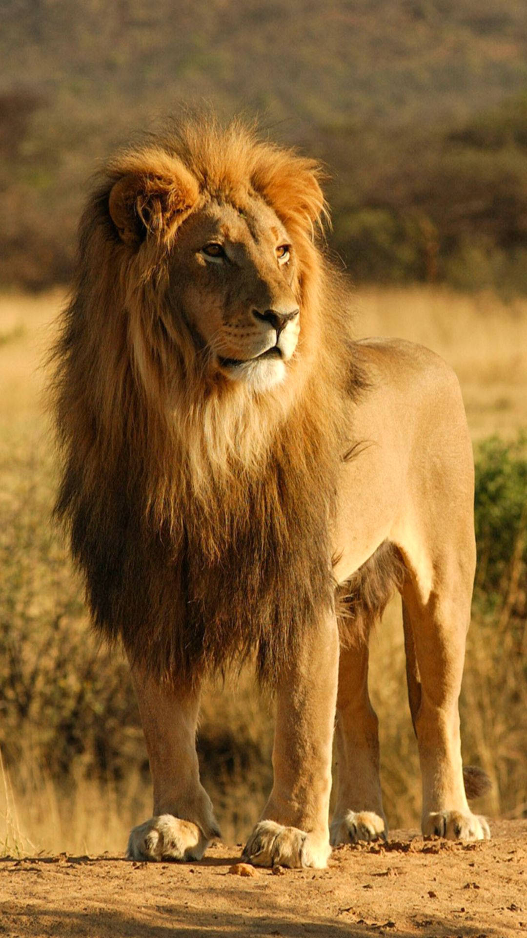 Long-hair Wild Lion Iphone