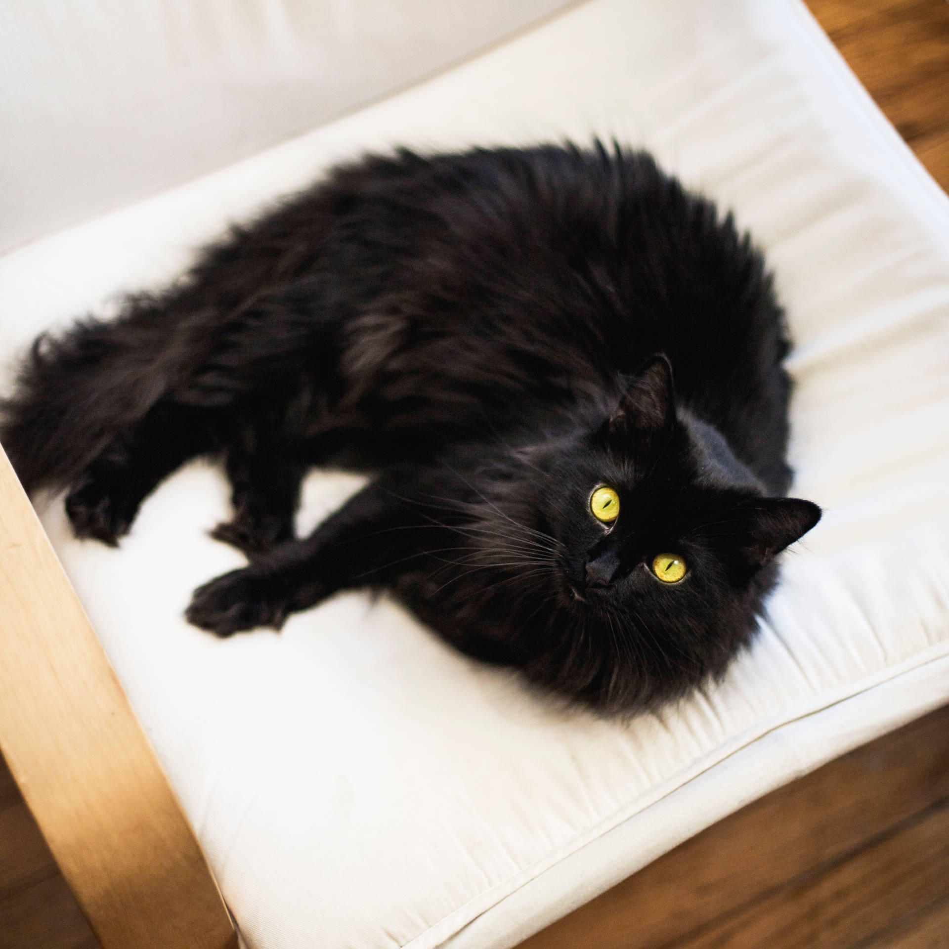 Long Haired Black Cat Pillow Background