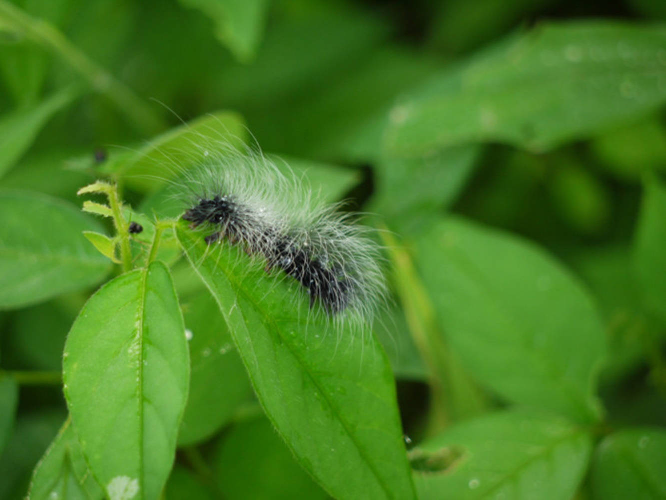 Long-haired Caterpillar Eating Leaf Background