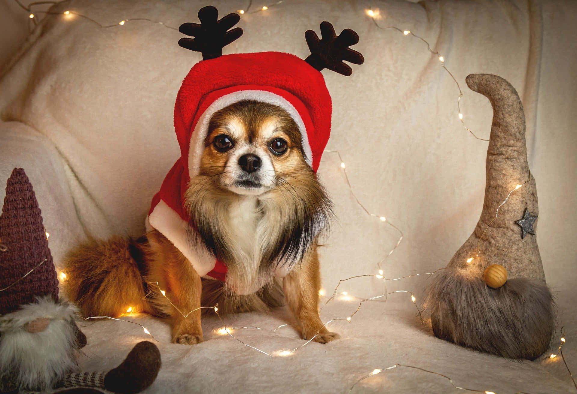 Long Haired Chihuahua Dog Reindeer Hoodie Background