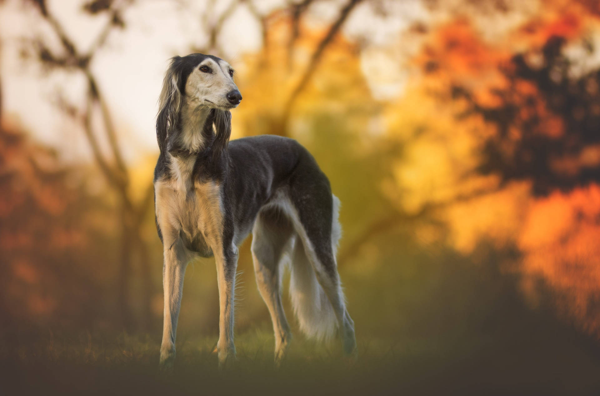 Long Haired Greyhound Autumn Background