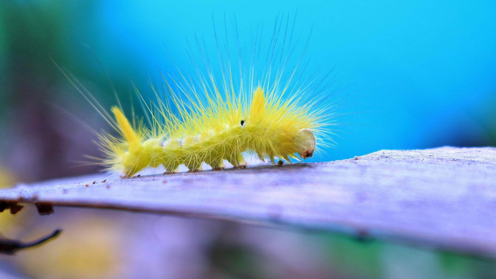 Long-haired Yellow Caterpillar On Leaf