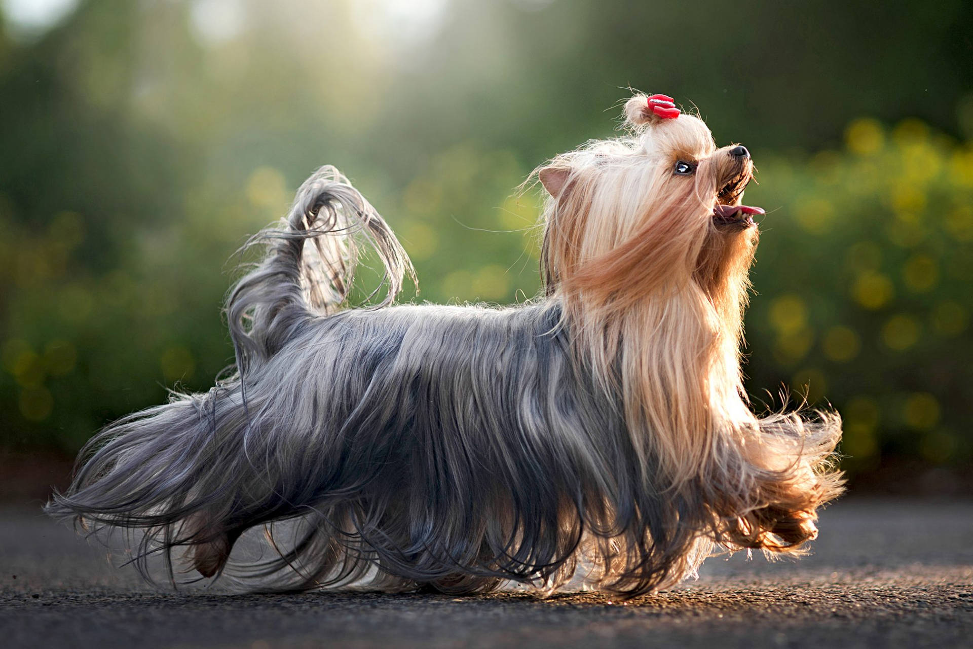 Long Haired Yorkshire Terrier Running Background