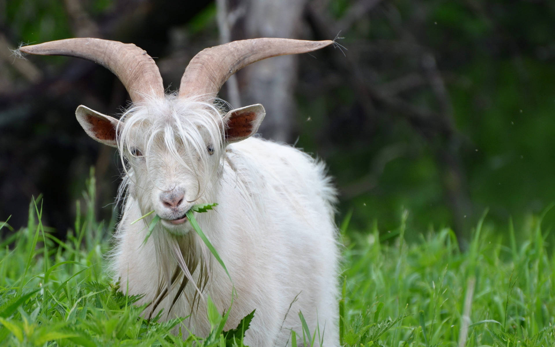 Long-horned Hairy Goat