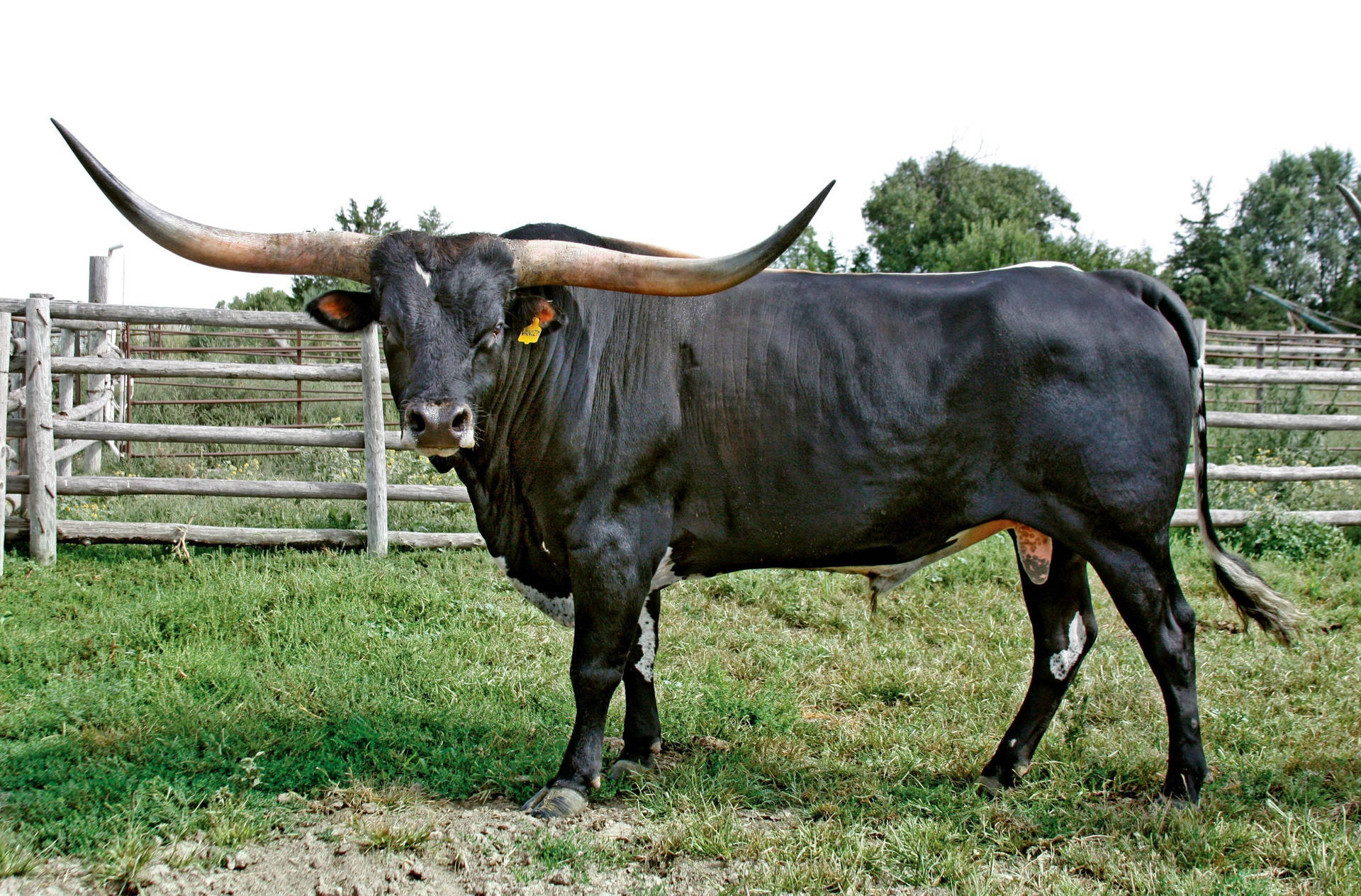 Long Horned Short Haired Ox Background