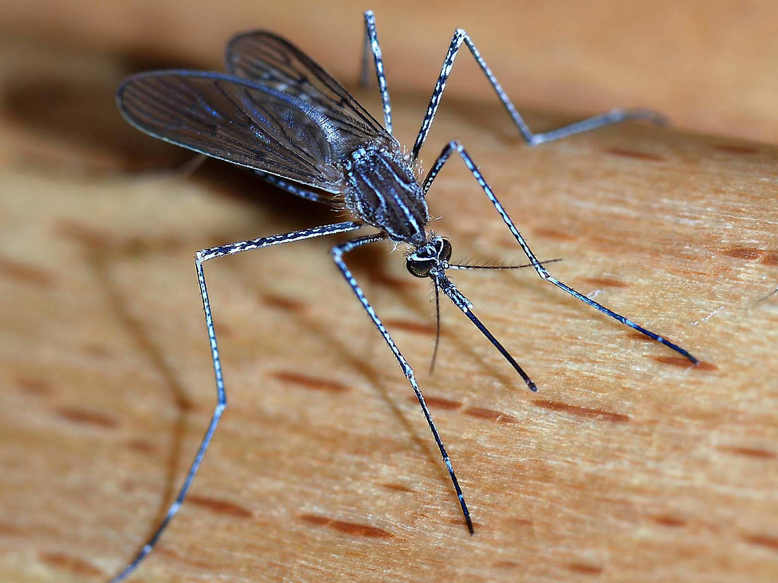 Long Legged Mosquito Background