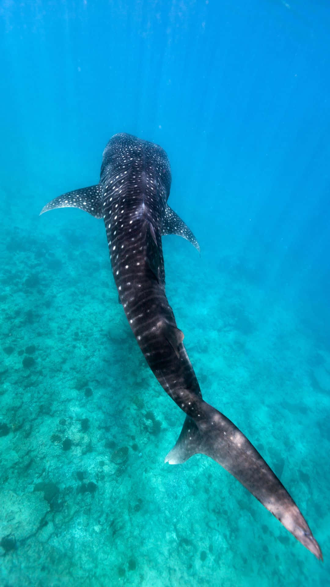 Long Massive Black Whale Shark
