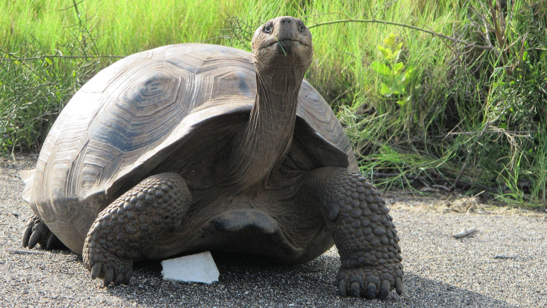 Long-neck Tortoise On The Walk Background