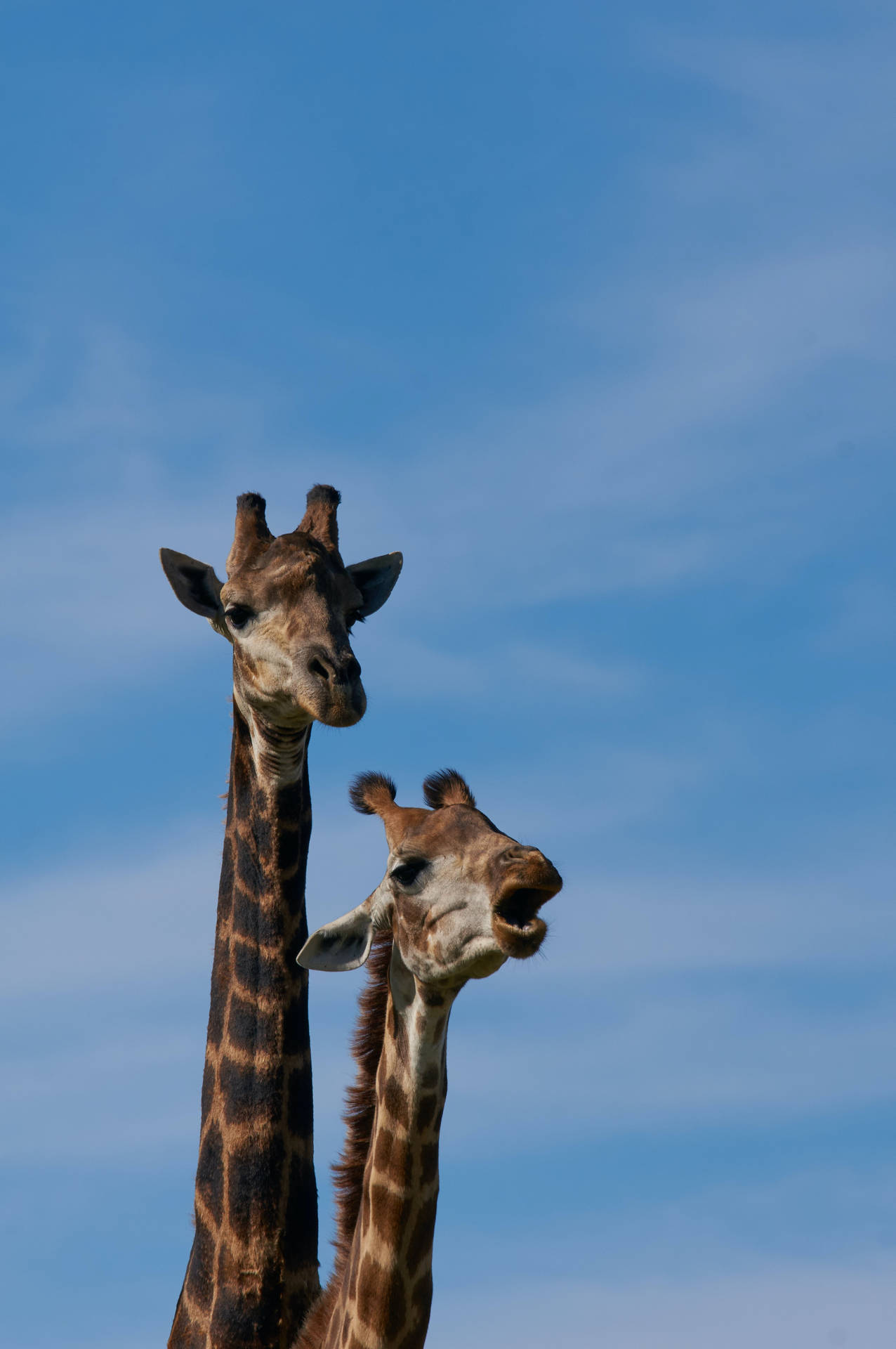 Long-necked Giraffe Humming Background