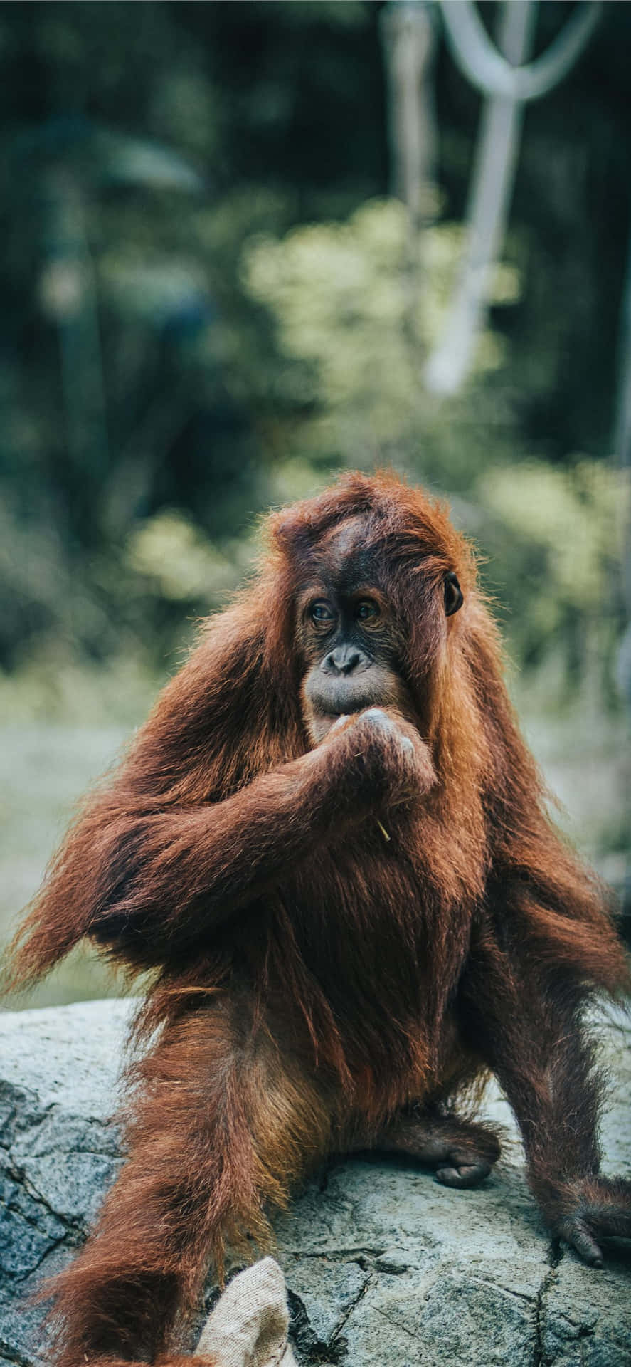 Long Reddish Hair Orangutan Background